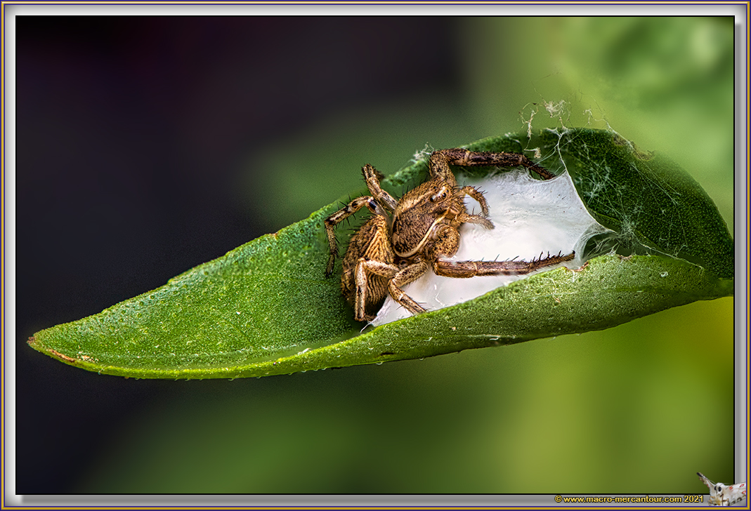 Xysticus